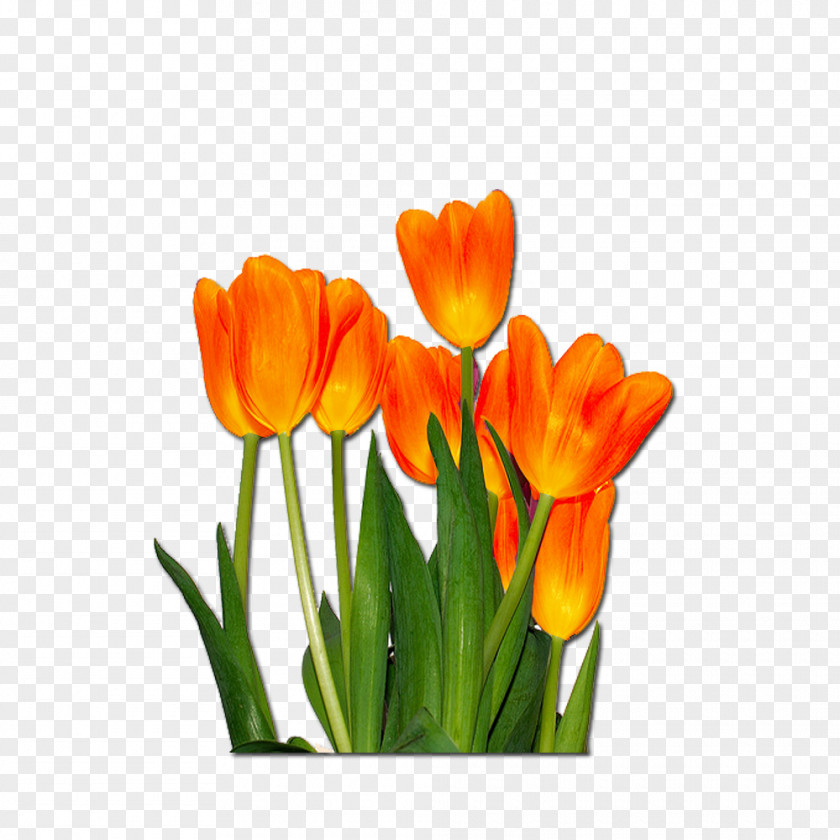Orange Colour Fog Tulip Flower Desktop Wallpaper PNG