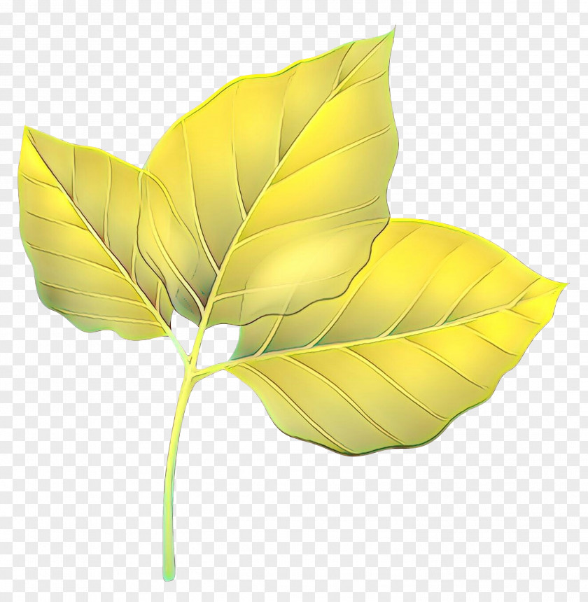 Plant Stem Leaf Plants PNG