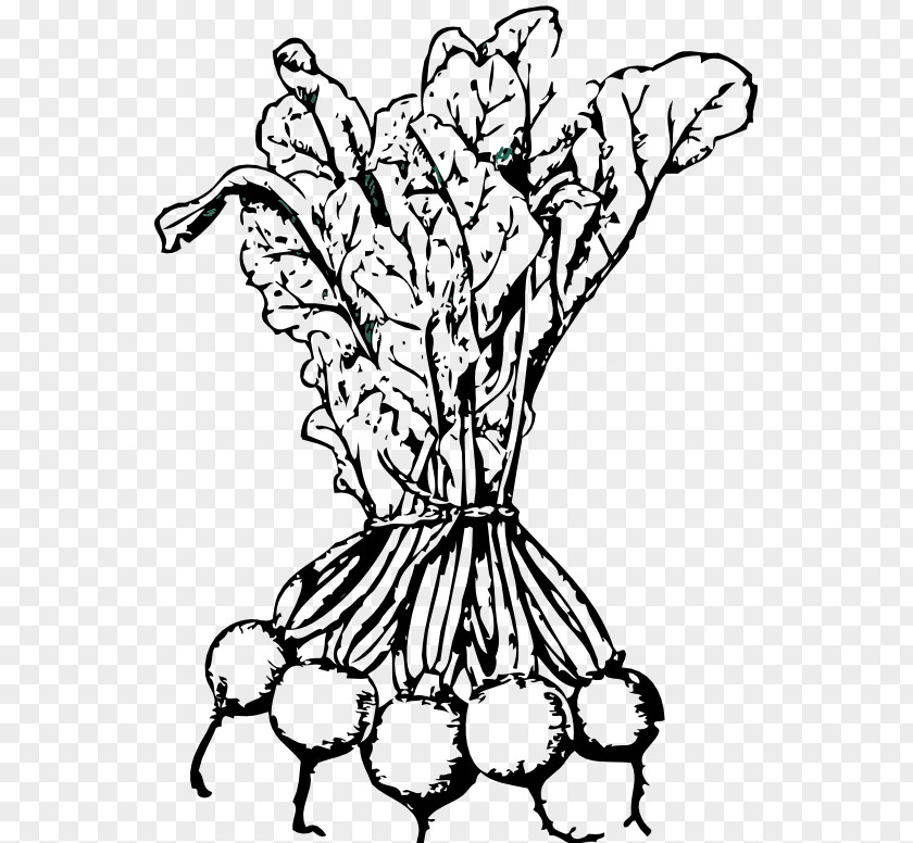 Vegetable Beetroot Sugar Beet Turnip Clip Art PNG