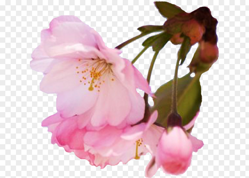 Cherry Blossom Spring Flower Prunus PNG