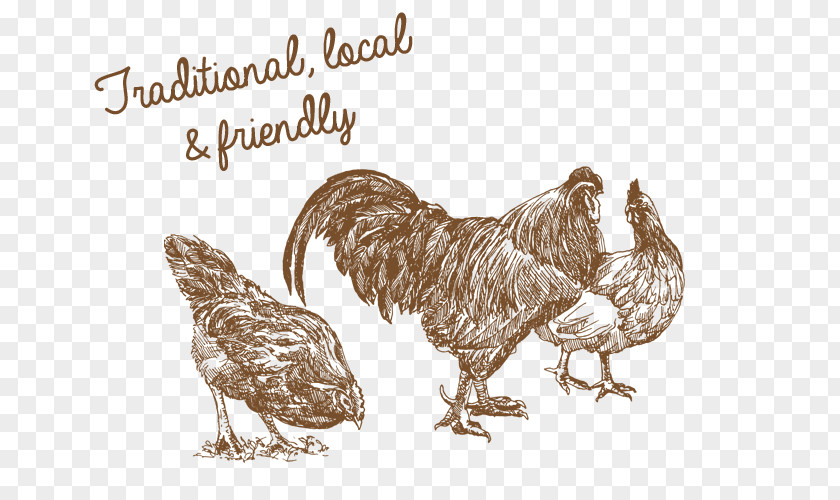 Chicken Livestock Drawing Sketch PNG