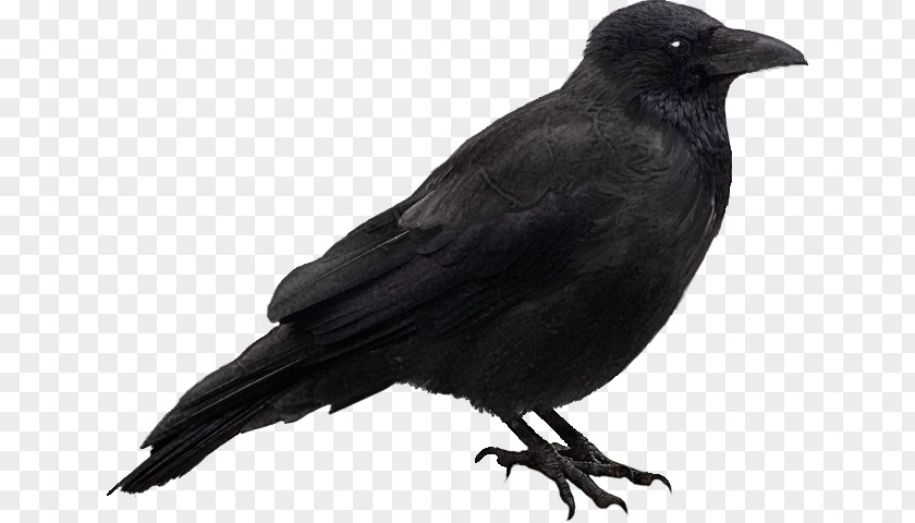 Halloween Common Raven PNG