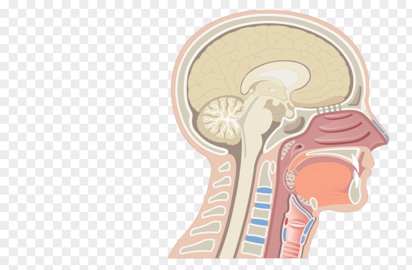 Nasal Cavity Anatomy Of The Human Nose Nostril PNG