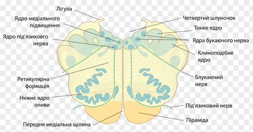Perform Butterfly Medulla Oblongata Spinal Cord Agy Brain PNG