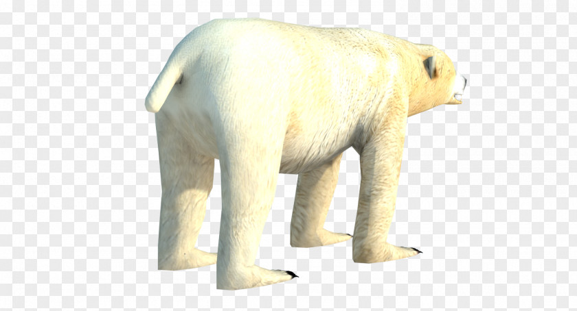 Polar Bear Indian Elephant Wildlife Snout PNG