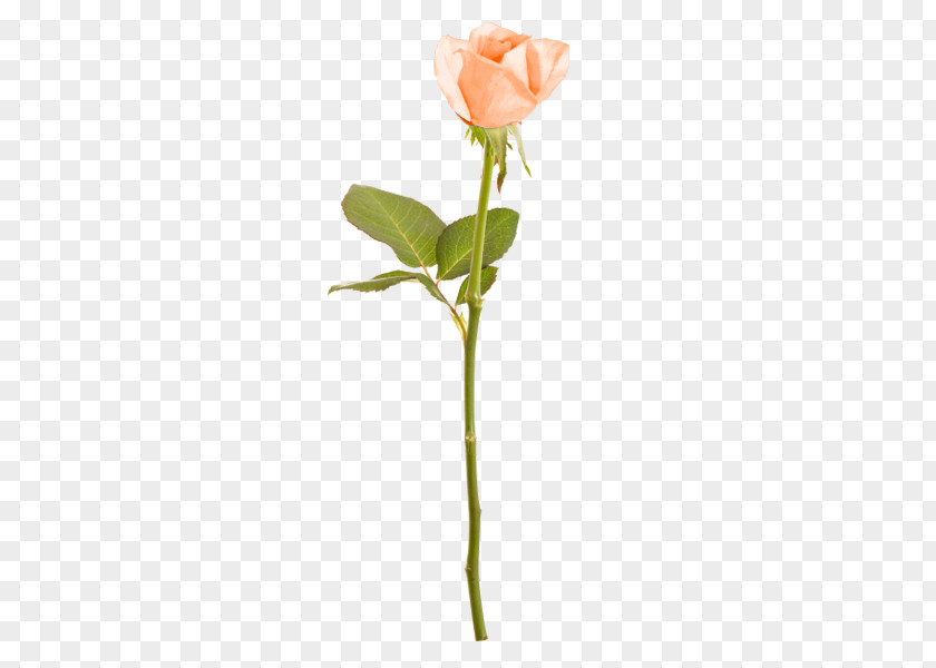 Rose Cut Flowers Floral Design Branch Plant Stem PNG