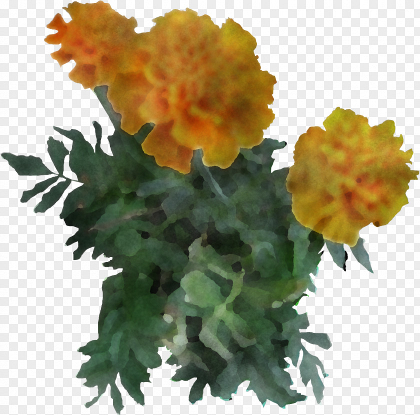 English Marigold Petal Orange PNG