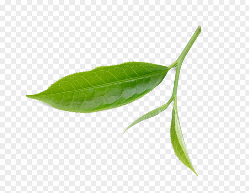 Fresh Tea Leaves Leaf Download PNG