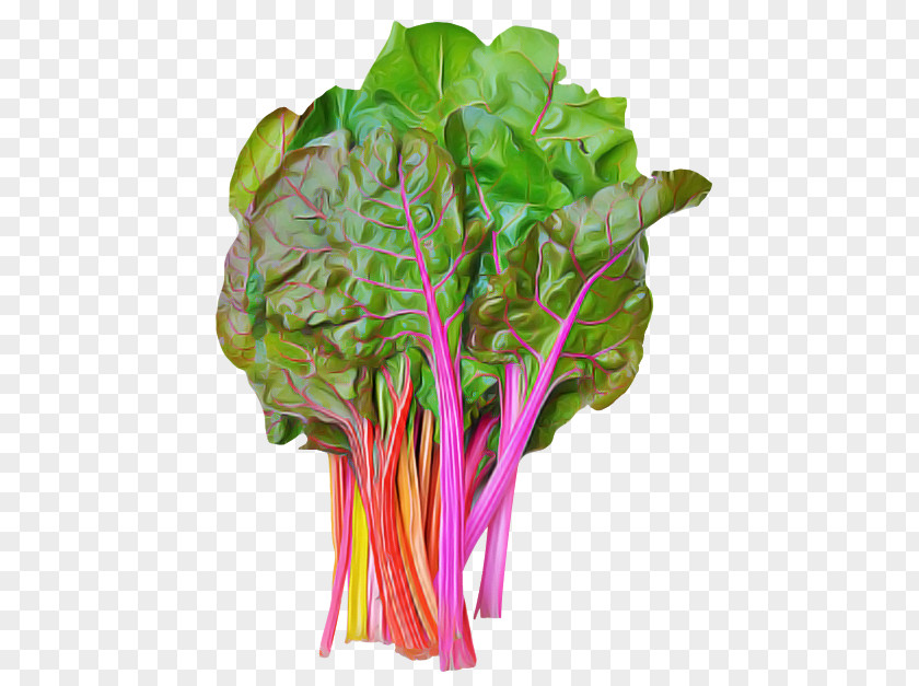 Lettuce Plant Stem Leaf Vegetable Chard PNG