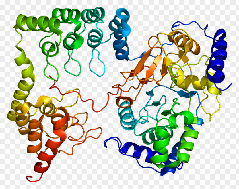 Myosin-light-chain Phosphatase PPP1R12A MYLK Protein 1 PPP1CB PNG
