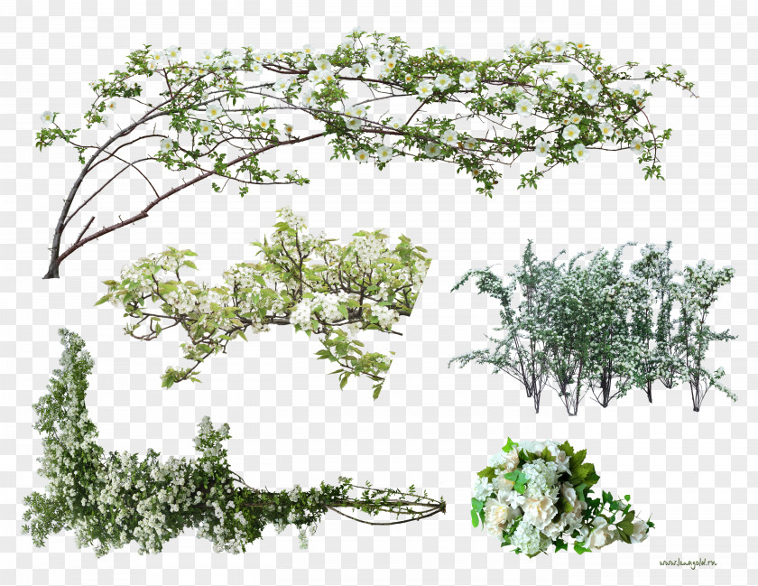 Tree Branch Download Flower Clip Art PNG