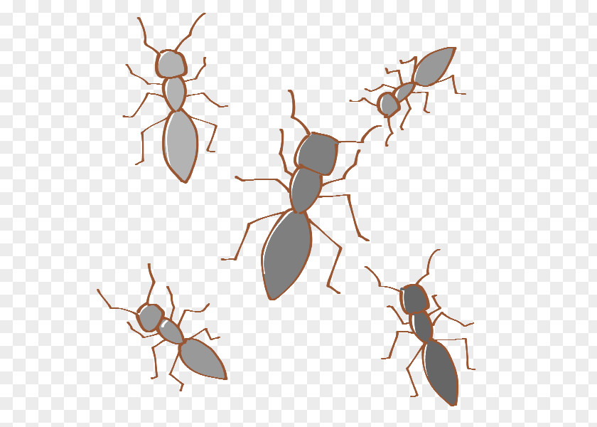 Worker Ants Insect K2 Clip Art PNG