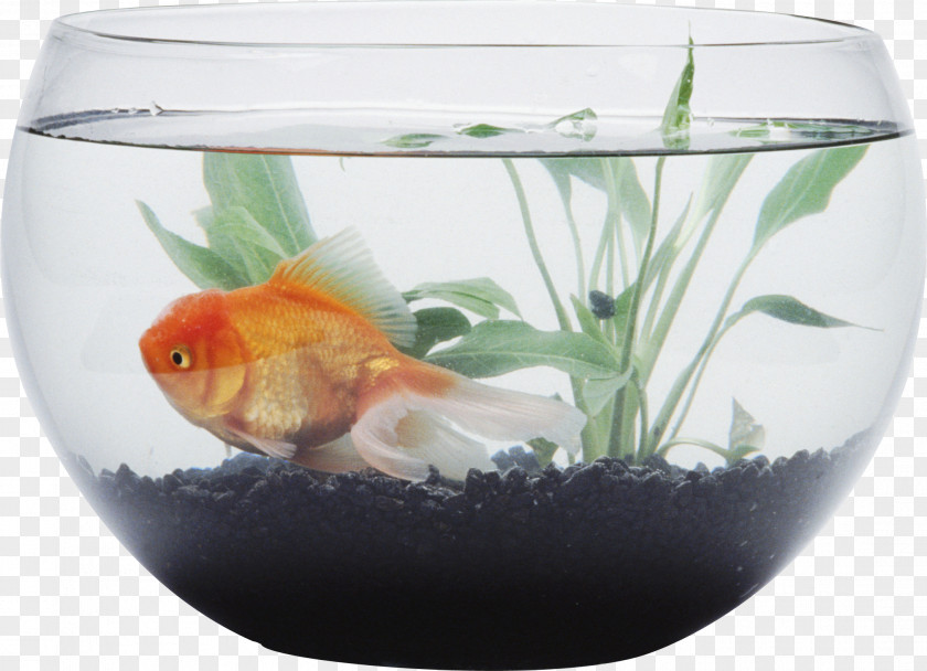 Aquarium Siamese Fighting Fish Goldfish Bowl PNG