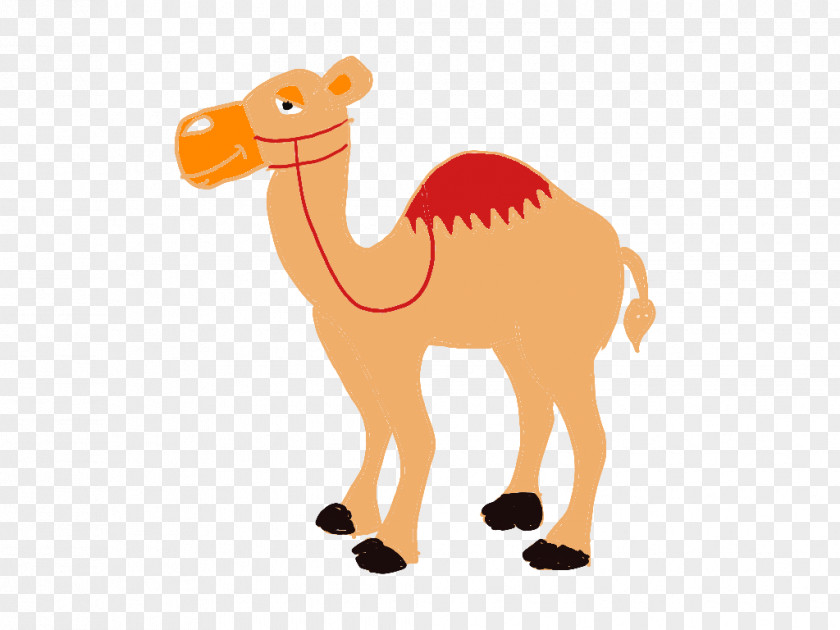 Camello Dromedary Camel Snout Terrestrial Animal Clip Art PNG