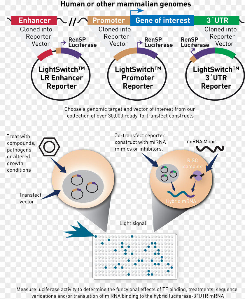 Luminescence Functional Genomics Reporter Gene Clip Art Genome PNG