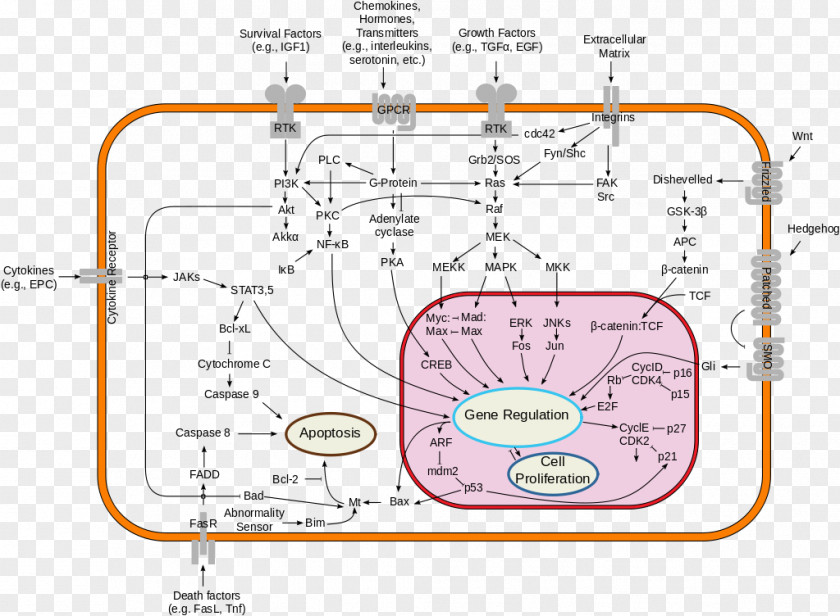 Pathway Signal Transduction Cell Signaling Receptor MAPK/ERK PNG