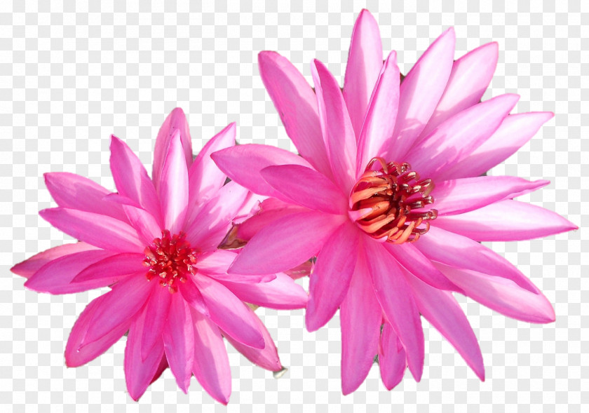 Saraswati Devi Dahlia Annual Plant Chrysanthemum Herbaceous Pink M PNG