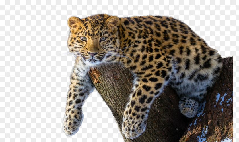 Amur River Leopard Siberian Tiger Felidae Endangered Species PNG