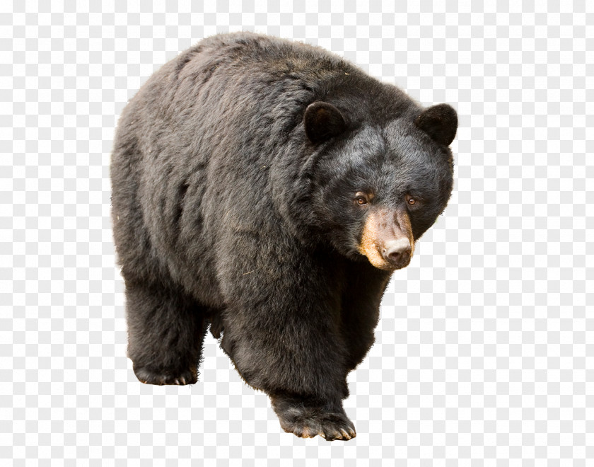 Bear Hunting Desktop Wallpaper PNG