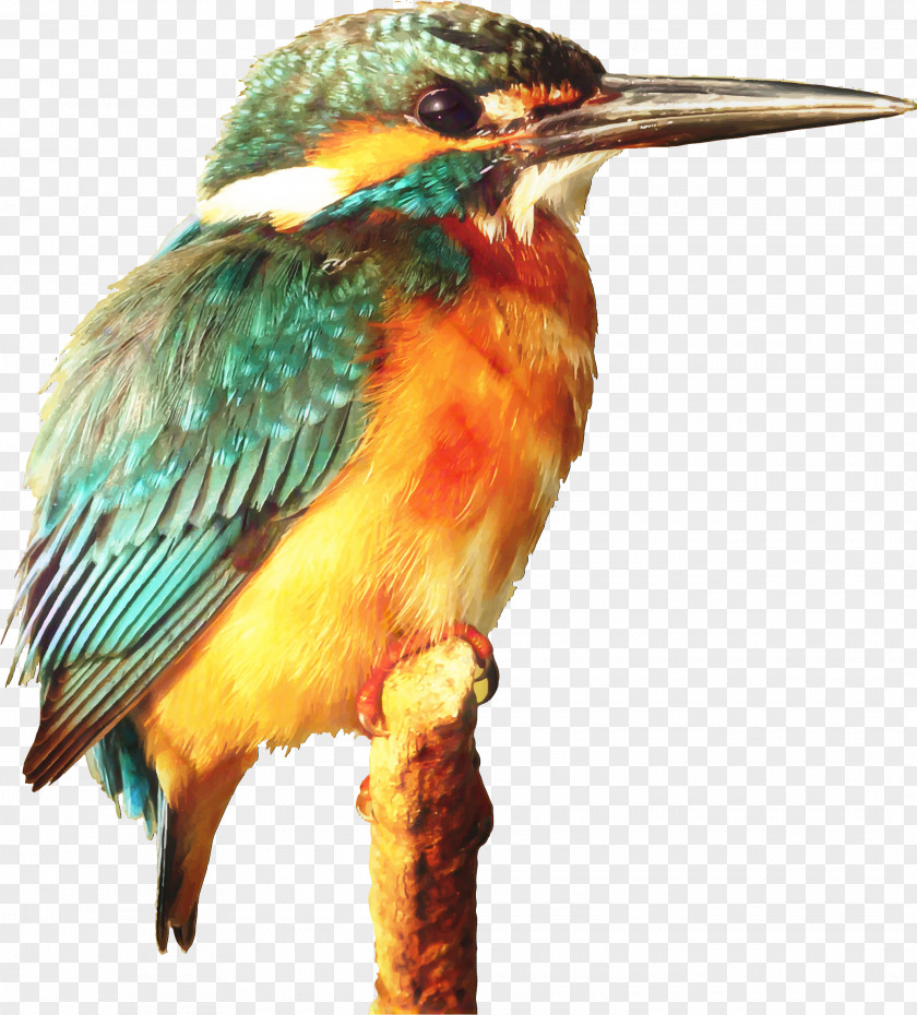 Clip Art Kingfisher Bird Free Content PNG