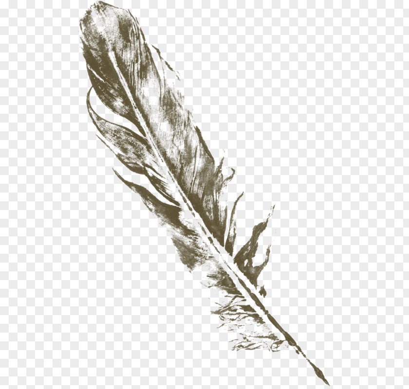 Feather Drawing Quill Art PNG