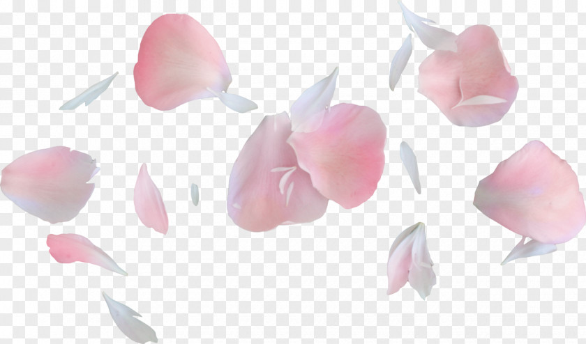 Floating Petals Petal Flower Bouquet Garden Roses PNG