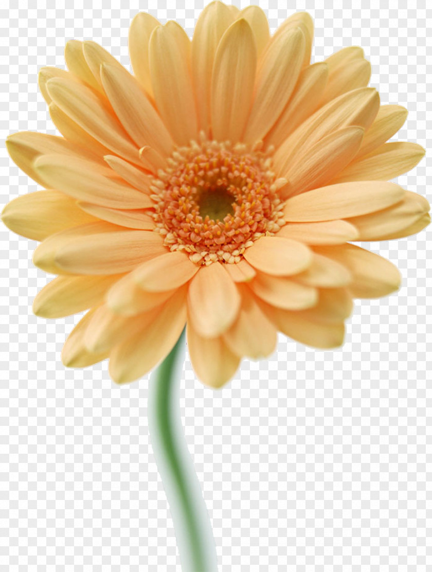 Gerbera Rose Flower Drawing Clip Art PNG