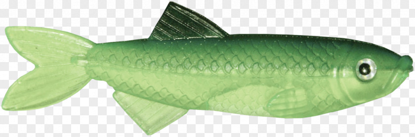 Long Fish Organism Clip Art PNG