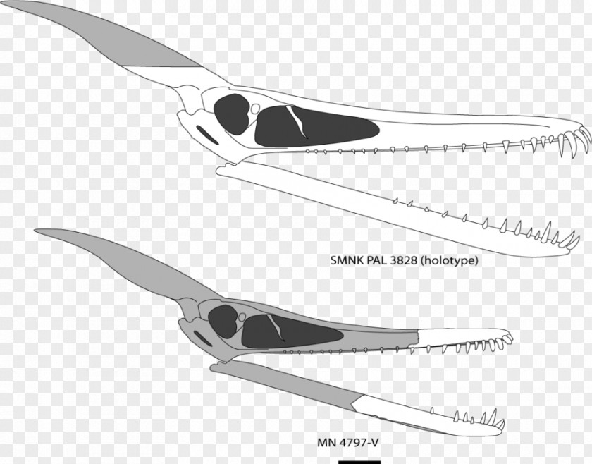 Skull Ludodactylus Zhejiangopterus Pterodactyls Quetzalcoatlus Pterosaurs PNG