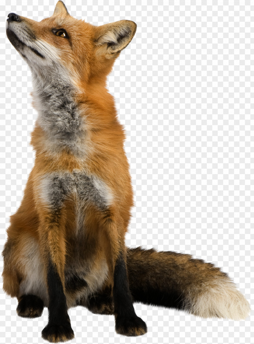 Watercolor Animals Arctic Fox Clip Art PNG