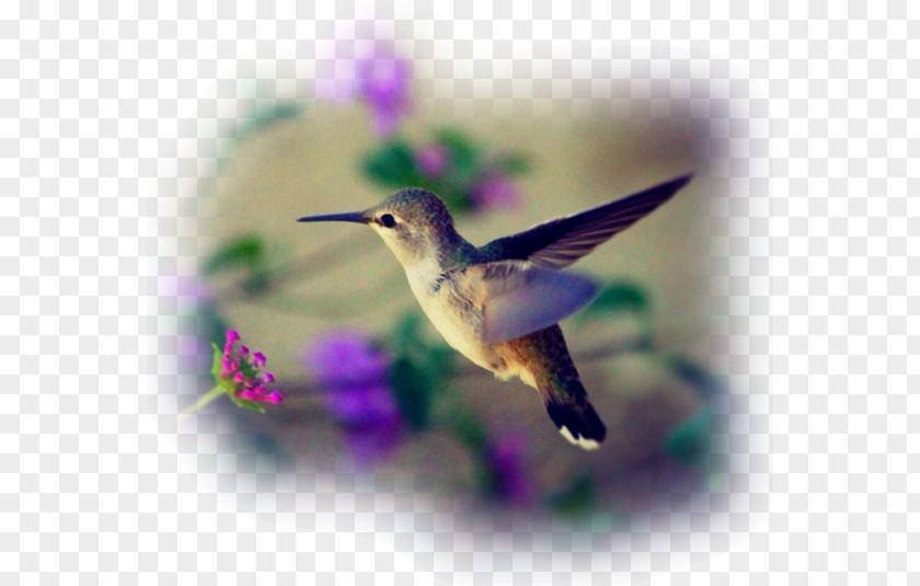 Bird Costa's Hummingbird Wire-crested Thorntail Beak PNG