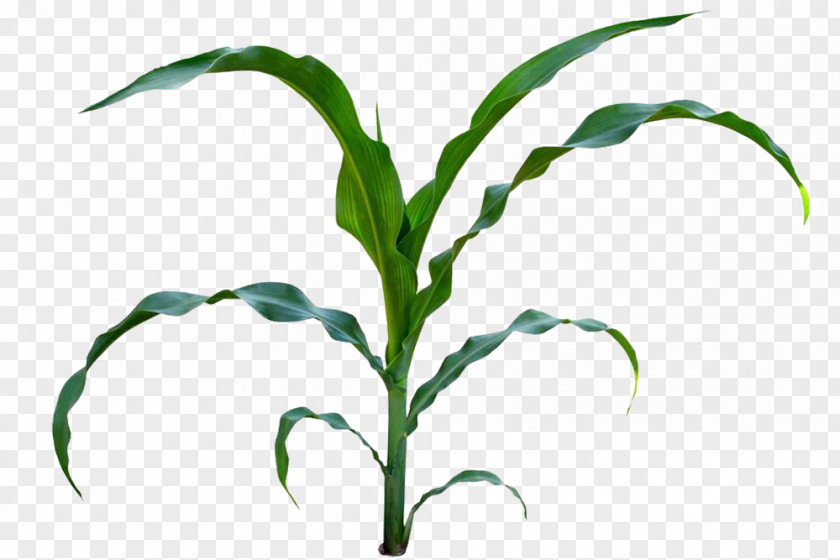 Corn Straw Sweet Baby Maize Plant Stem Clip Art PNG