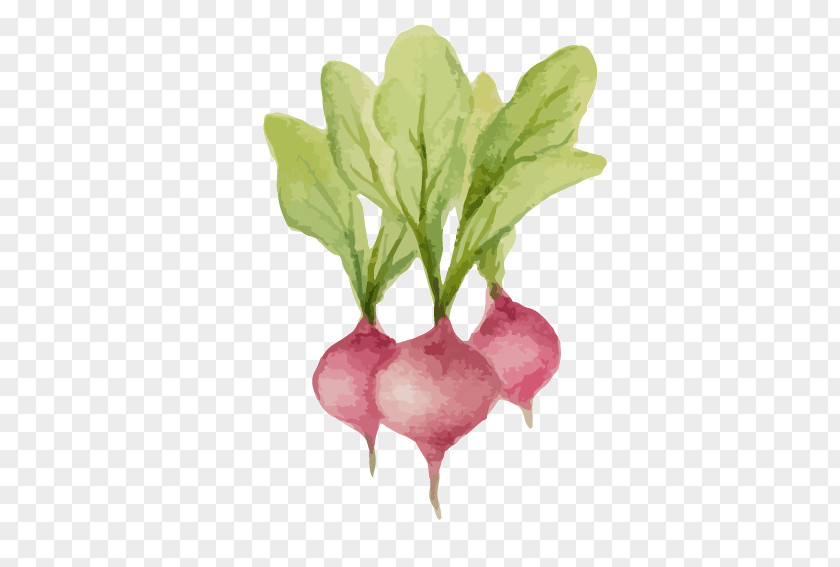 Free Button Vector Carrot Vegetable Radish PNG