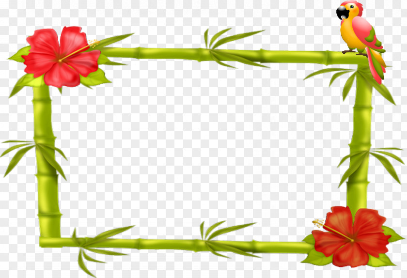 Picture Frames Photography Flower Tableau PNG