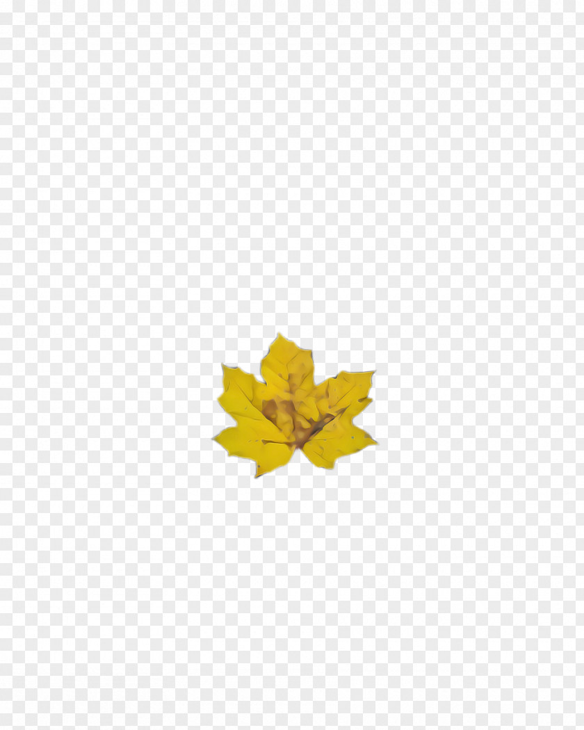 Woody Plant Maple Leaf PNG