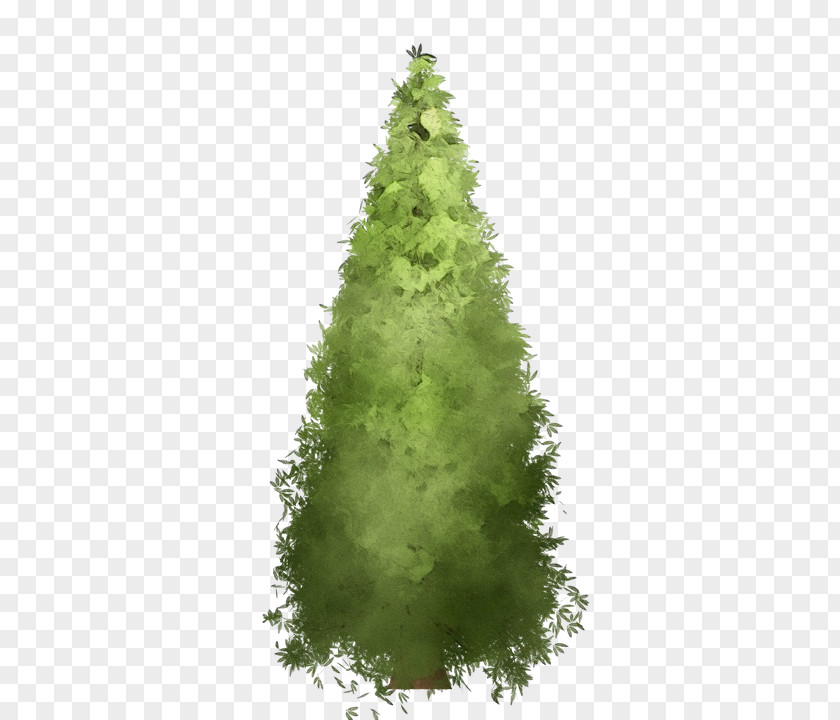 American Larch White Pine Christmas Tree PNG