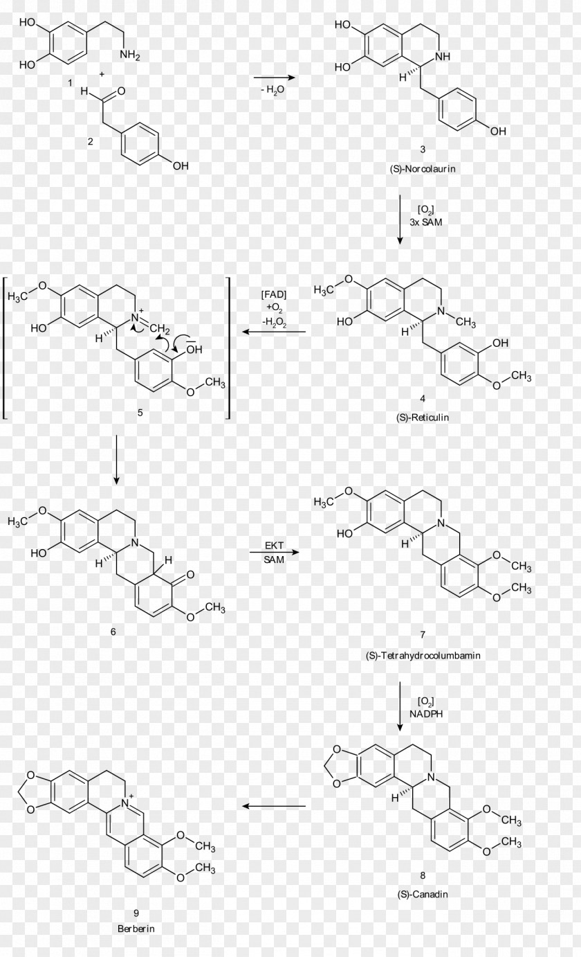 Berberine Atovaquone MRSA Super Bug Alkaloid Pharmaceutical Drug PNG