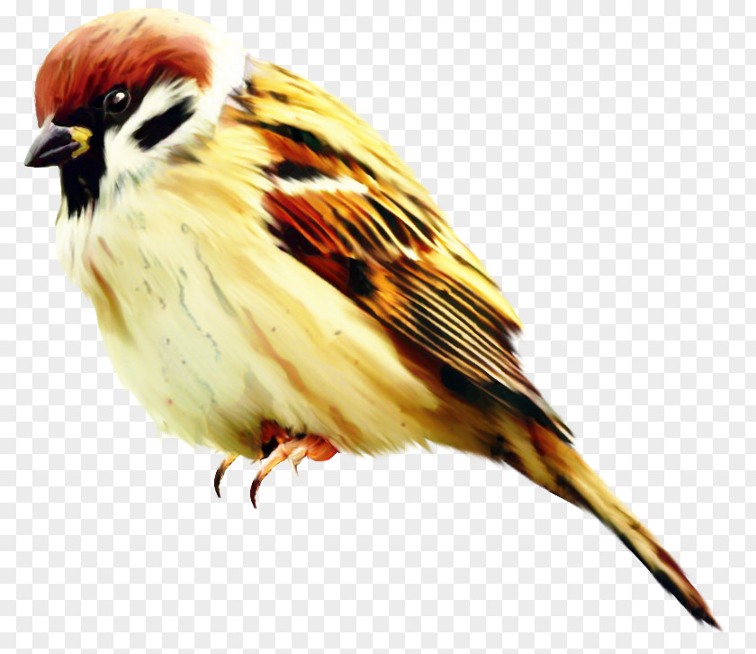 Feather Canary Cartoon Bird PNG