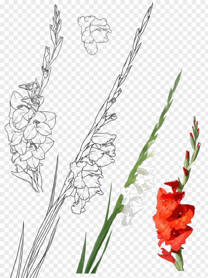 Hand-painted Gladiolus Xd7gandavensis Gongbi Drawing Illustration PNG