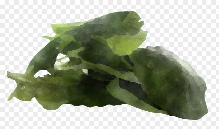 Herb Jade Leaf Vegetable Plant Spinach PNG