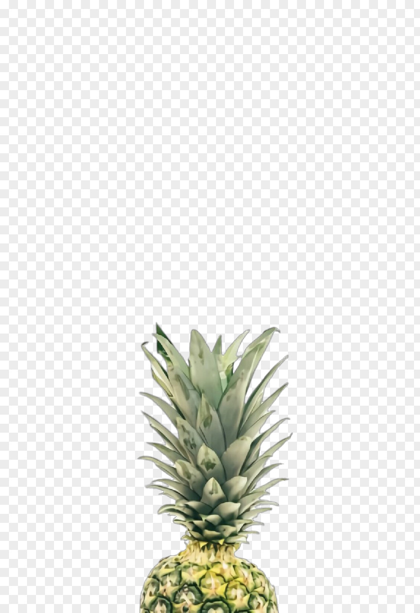 Houseplant Poales Pineapple PNG