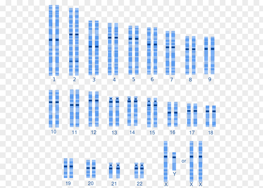 Karyotype Human Genetic Variation Genetics Variability Genome PNG