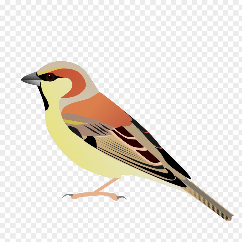 Sparrow House Plain-backed Bird Sind Somali PNG
