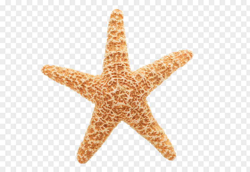 Starfish Free Content Clip Art PNG
