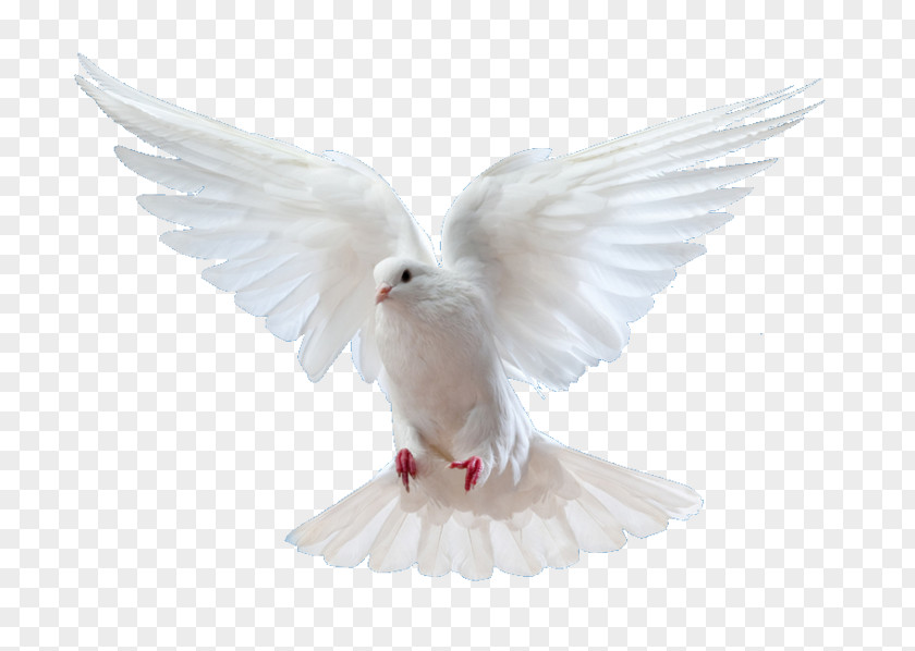 Bird Rock Dove Columbidae Flight God PNG