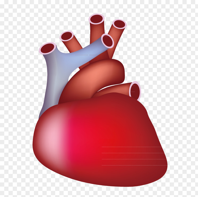 Cardio Vascular Finger Red PNG