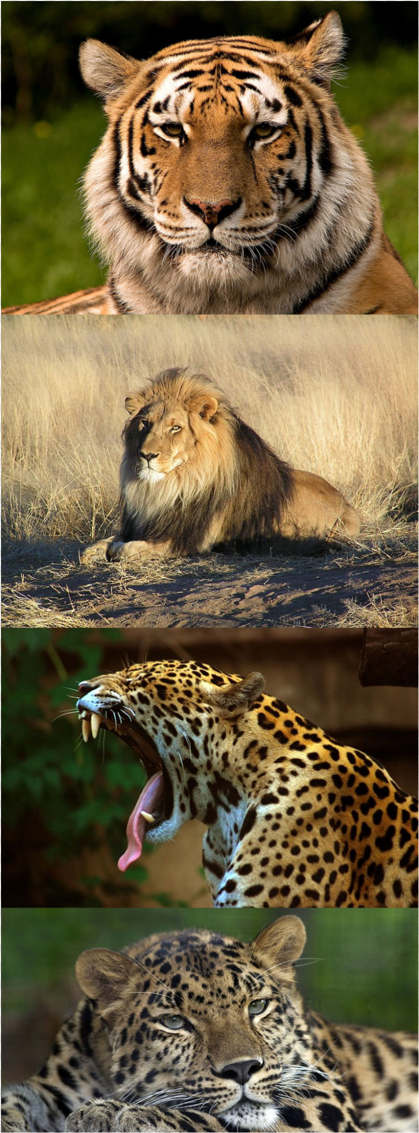 Cheetah Leopard Lion Jaguar Tiger Felidae PNG