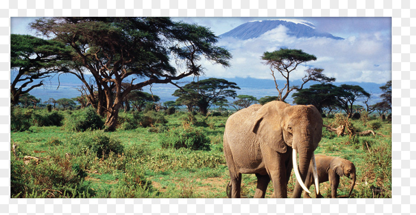 Climb The Mountain African Bush Elephant Asian Elephants PNG
