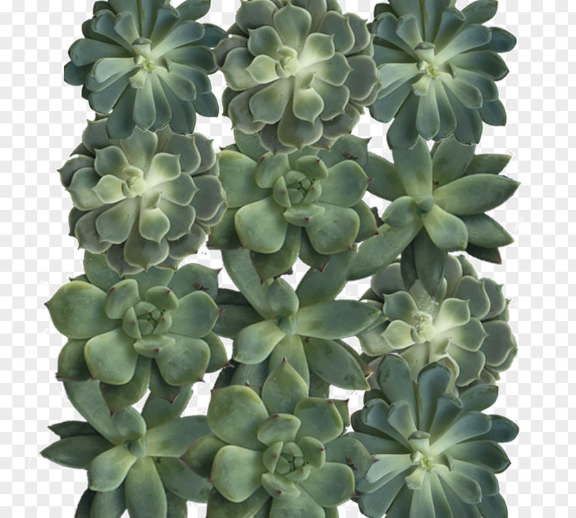 Green Succulent Plant Crassulaceae Color Grey PNG
