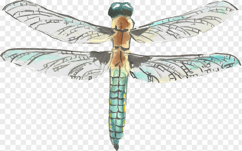 Painted Dragonfly Watercolor Painting Drawing PNG